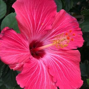 Meet your Posher, Kendall